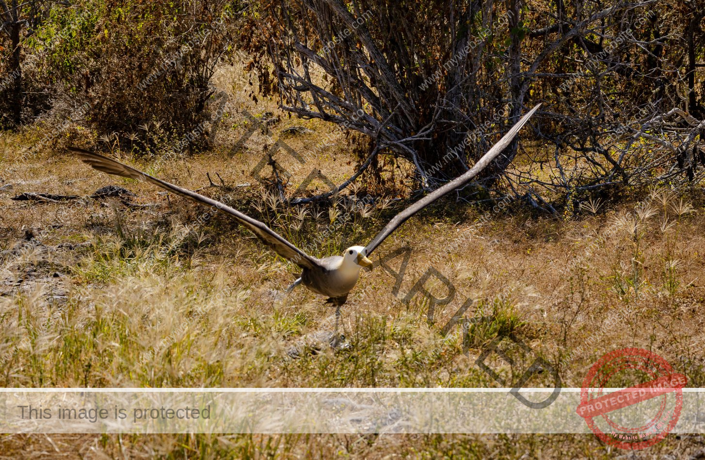 galapagosconservancy_1716590581214