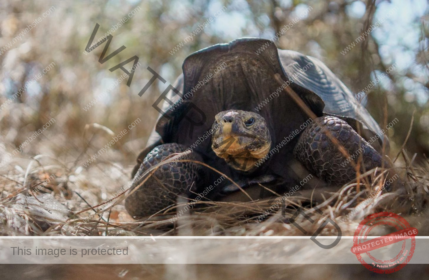 galapagosconservancy_1716590631364