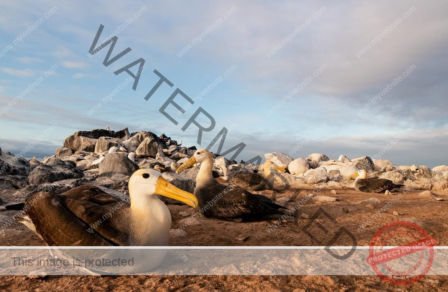 galapagosconservancy_1716590632487