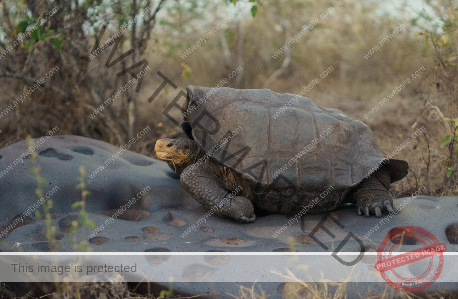 galapagosconservancy_1716590633296