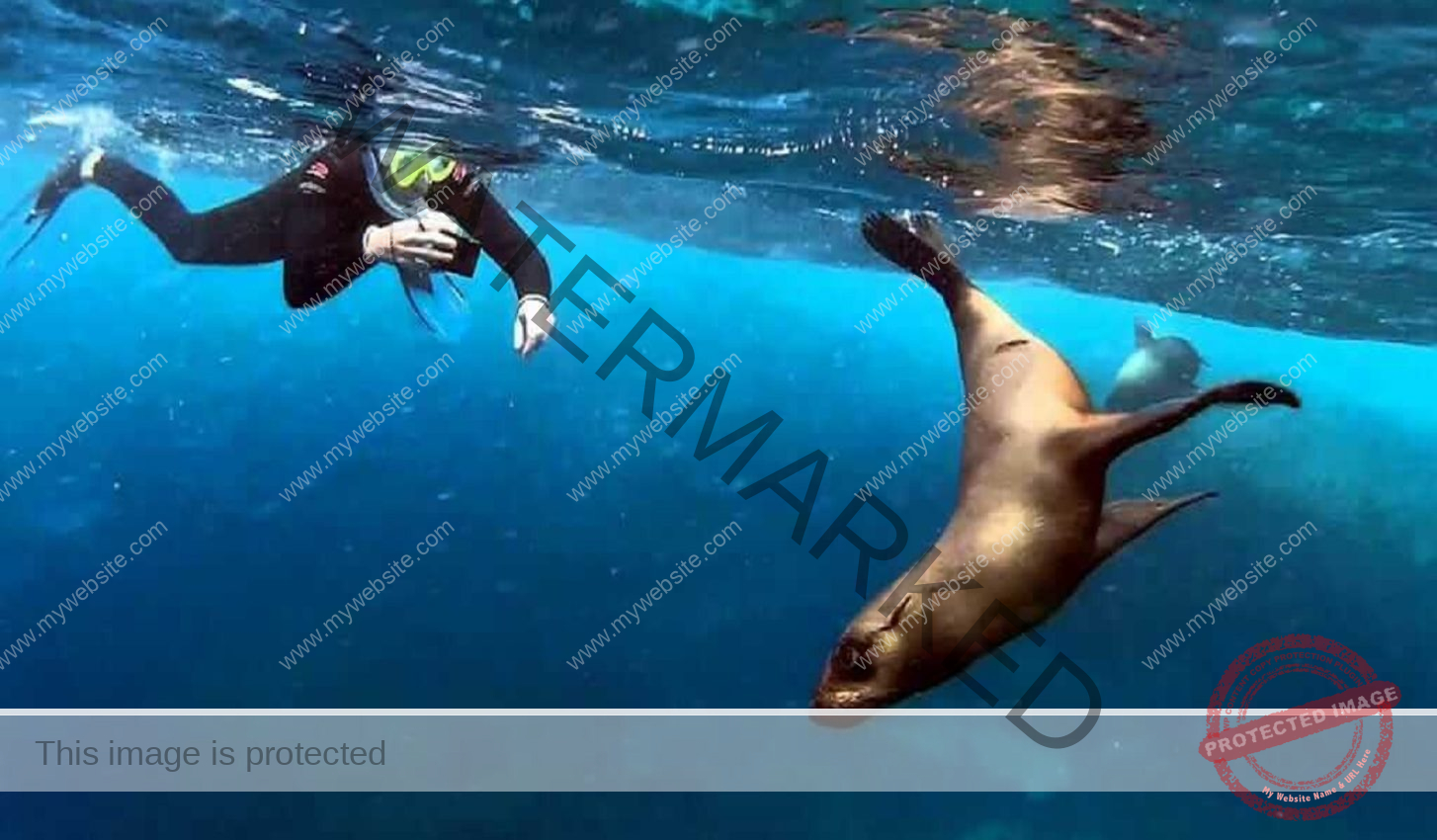 snorkeling-with-sea-lions