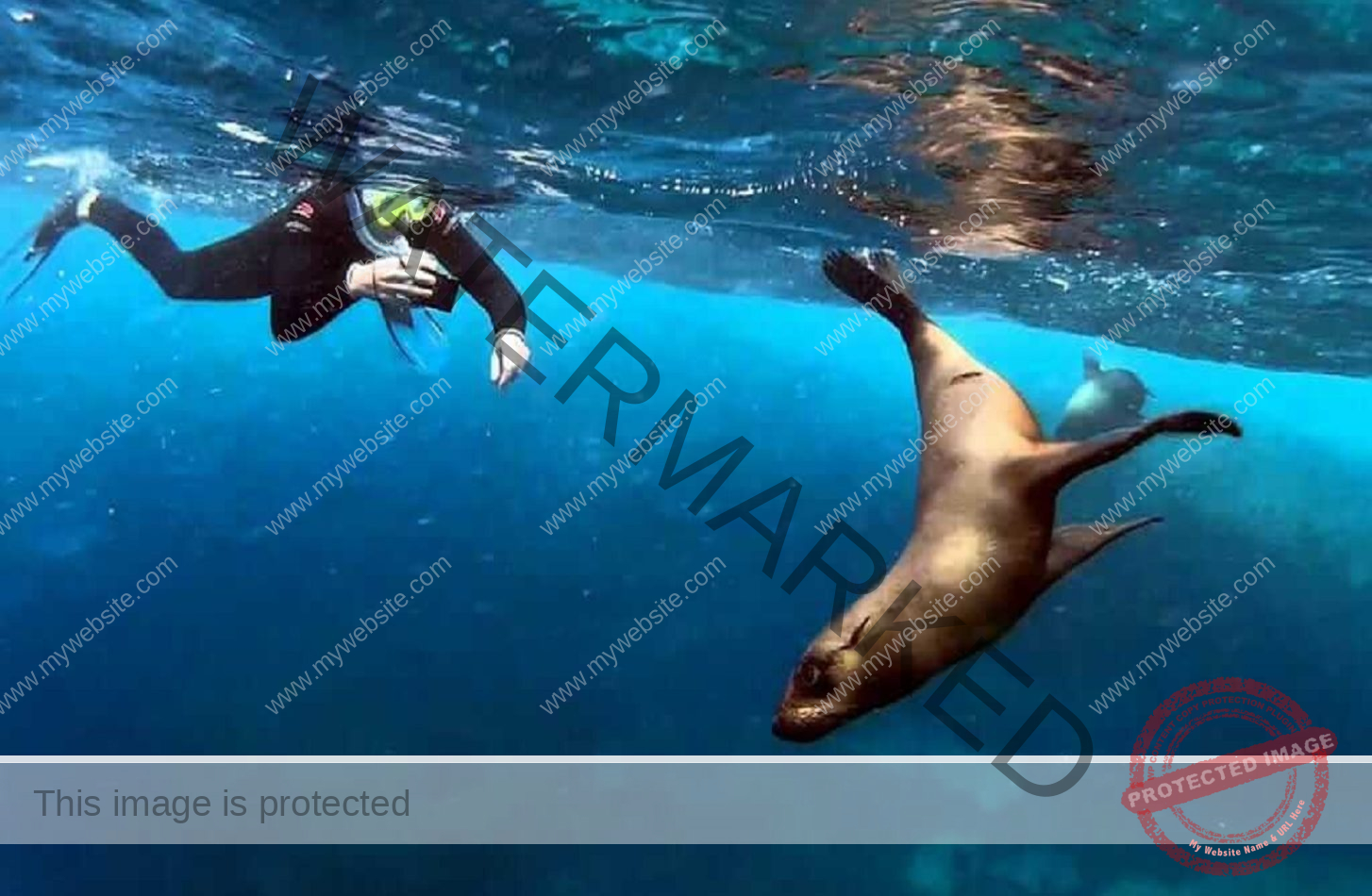 snorkeling-with-sea-lions