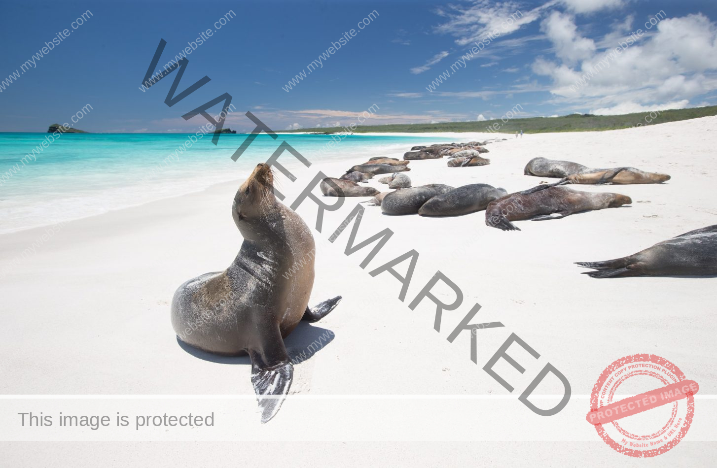 Galapagos sea lion